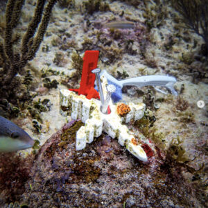 A white star-shaped object covered in small algae blooms is perched next to a larger fish within a coral reef.