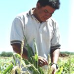 A person with short, dark hair wearing a white short sleeved shirt stands in a field of crops. The background is light blue sky.