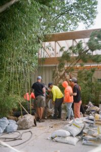 A group of landscape workers erecting an evergreen tree.