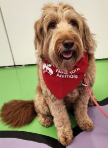 Goldendoodle dog wears a red neckerchief with the words New York Therapy Animals