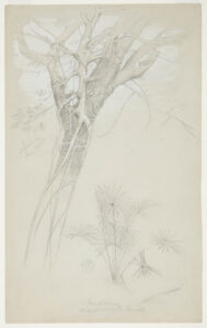 Detailed graphic sketch drawing of tree ensnared in a parasitic vine.