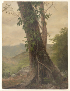 Painted sketch of a lone tree, half-framed to feature mostly its trunk and the leaves and vines that adorn it.