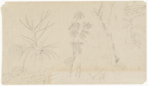 Botanical study sketches showing views of four different plants in Jamaica.