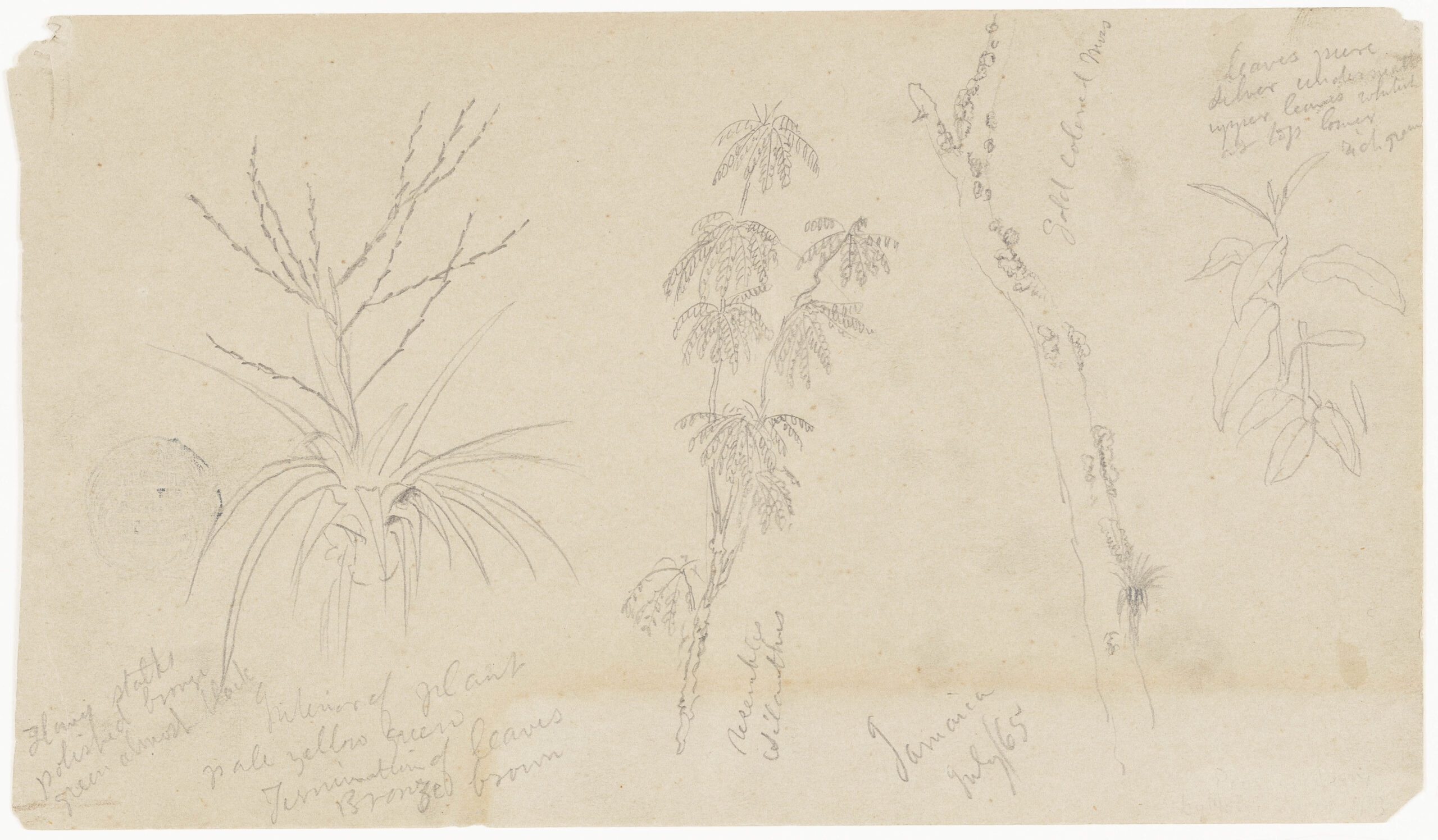 Botanical study sketches showing views of four different plants in Jamaica.