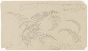 Detailed pencil sketch of a fern leaves, the studies overlapping one another to create a cluster.
