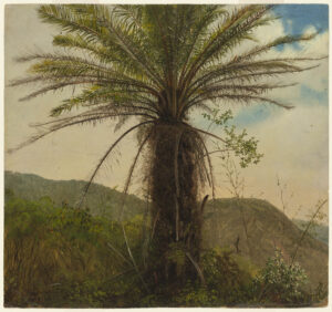 Detailed painted sketch of the top of a palm tree.