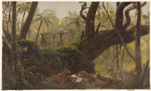 Detailed painted sketch showing a view of a large, diagonally-growing tree in a dense rainforest.