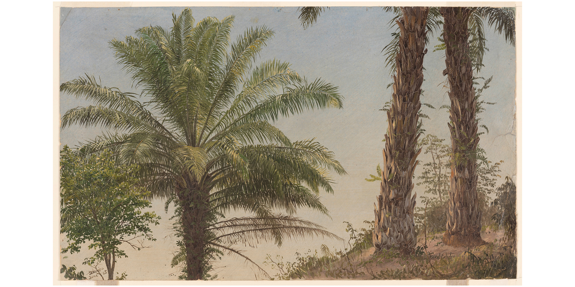 Very detailed painted botanical sketch of three palm trees growing on a steep hillside in Jamaica.