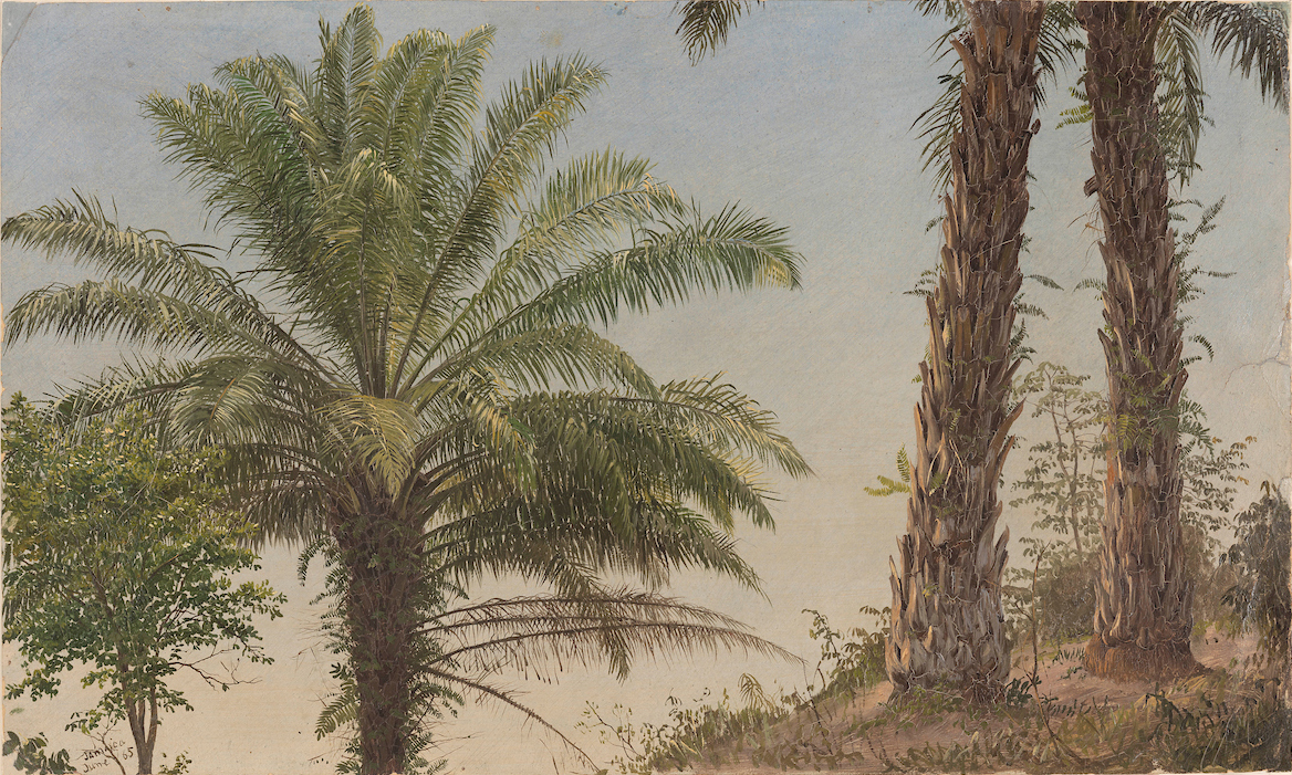 Very detailed painted botanical sketch of three palm trees growing on a steep hillside in Jamaica.